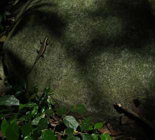  Lizard on trail