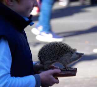 Bund Naturschutz Festwagen Biber