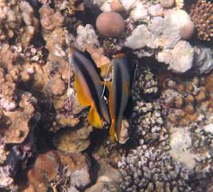 Fische am Hausriff Tulip Resort