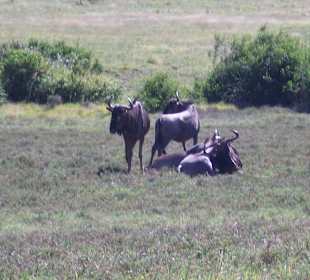 Jetzt geht es 5,5 Std Safari los