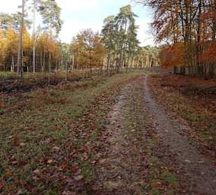 Ameisenpfad im Naturpark Üfter Mark