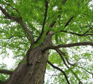 Schlossgarten - 5