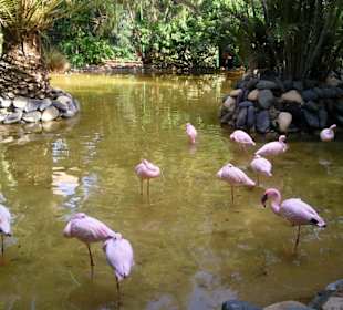 Flamingoteich