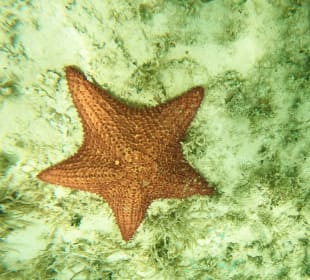 Schnorcheln Bayahibe