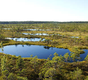 Bohlenweg durchs Kemeru-Moor