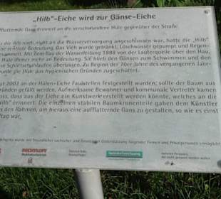 Gänse-Eiche Kohlstetten