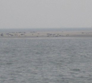 Seehundbank Tegeler Plate