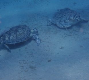 Schnorcheln Abu Dabbab