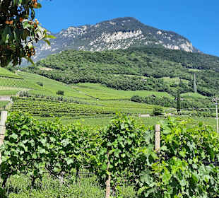 Wandern Termeno sulla Strada del Vino / Tramin an der Weinst