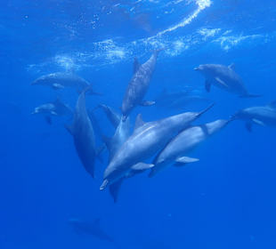 Delphintour - mega viele Delphine ganz nah