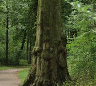 Hier gibt es viele alte Bäume