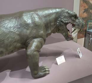 Staatliches Naturkunde Museum