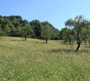 Eduard Lucas Musterobstgarten Mähringen