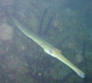 Flötenfisch