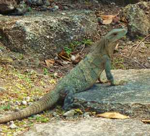 Leguan in San Gervasio