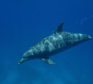 Am 01.07.2012 im Dolphinhouse 