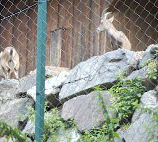 Kameltheater & Weißer Hof