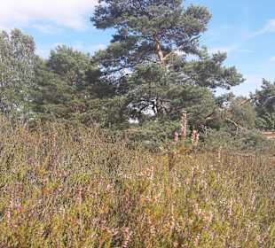 Nemitzer Heide