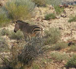 Zebras im Nationalpark