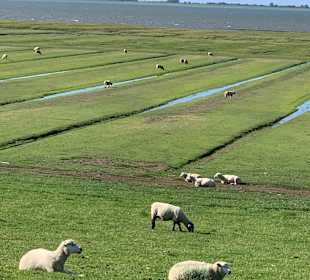Wandern Süderhafen