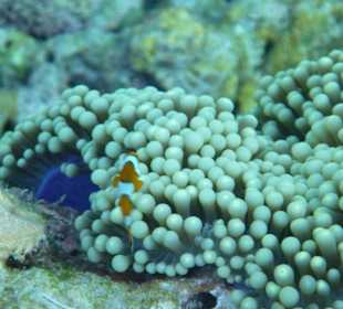 Nemo gefunden!