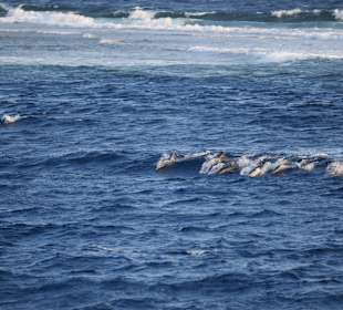 Delfin Tour Marsa Alam