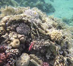 Schnorcheln Makadi Bay