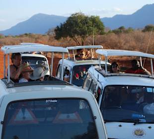 Neugieriger Besuch bei den Löwen