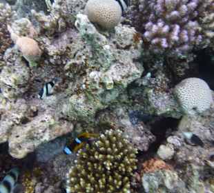 Einmalie Erlebnisse mit Mo´s Delfinen