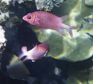 Schnorcheln Marsa Alam