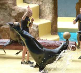 Seelöwen machen richtig Action