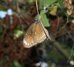 Schmetterling