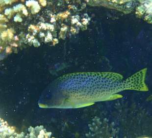 Farbenvielfalt am Riff