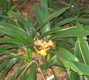 Company Gardens Kapstadt