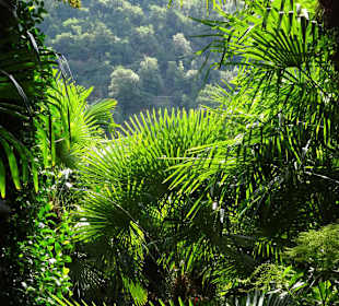 Im Palmengarten von Schloss Trauttmansdorff