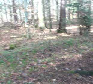 Wellingtonien - Platz mit Mammutbäumen