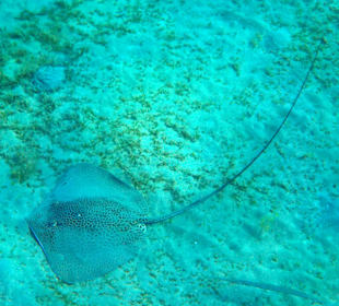 Schnorcheln Marsa Alam