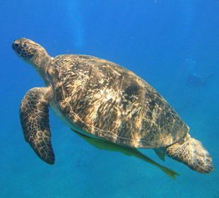Zdjęcie podwodne żółw plaża przy Hotelu