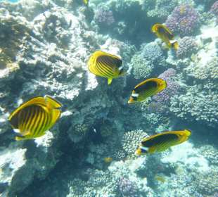 Schnorcheln Makadi Bay 