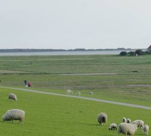 Blick vom Deich von Westerhever beim Info-Hus