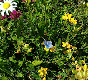Verwiesen voller Leben und Schönheit