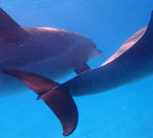 Einmalie Erlebnisse mit Mo´s Delfinen