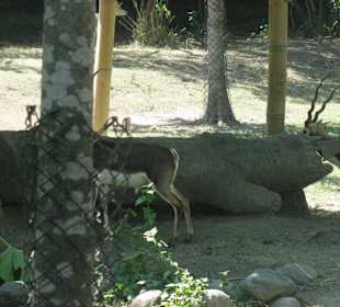 В зоопарке Бали