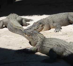 Everglades Safari Park