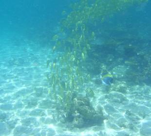 Fischschwarm beim Korallenfressen