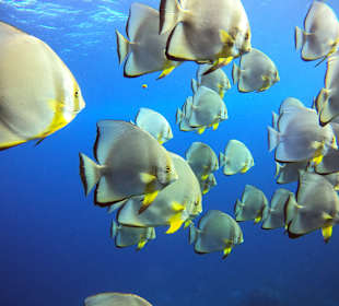 Tauchen Sharm el Sheikh