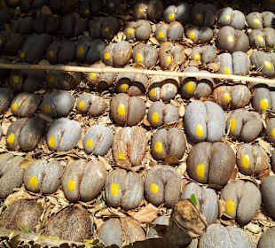 Ausflug mit Mario von Edelweiss Tours