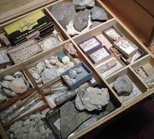 Blick in die Sammlung des Naturkundemuseums