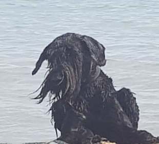 Nicht schon wieder ins Wasser....