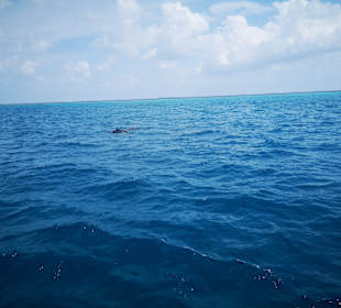 Lankan Manta Point